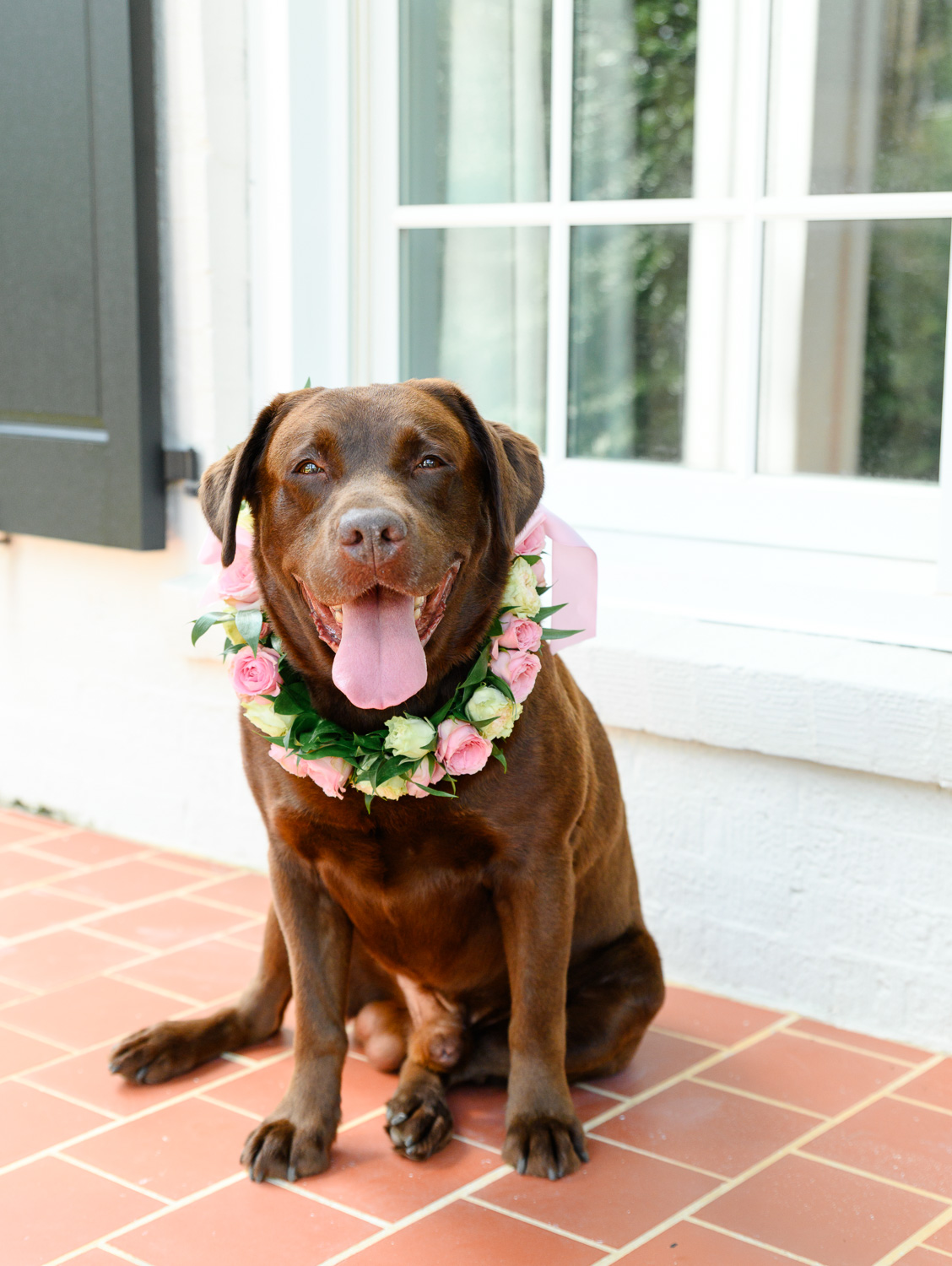 wedding pets